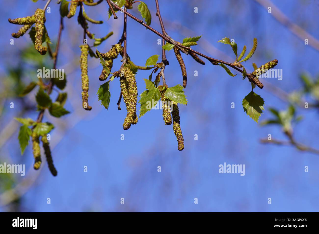 I gatti staminati di una betulla (Betula) sono pendulari, raggruppati negli asoli di foglie di salande. Cielo blu. Primavera, aprile, Paesi Bassi Foto Stock