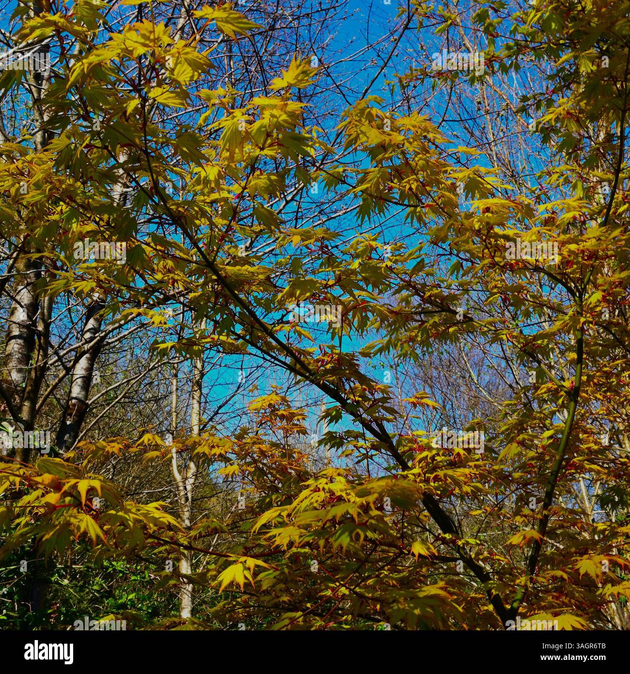 Acer Palmatum, l'acero giapponese dai colori sbalorditivi Primavera e Autunno. Foto Stock