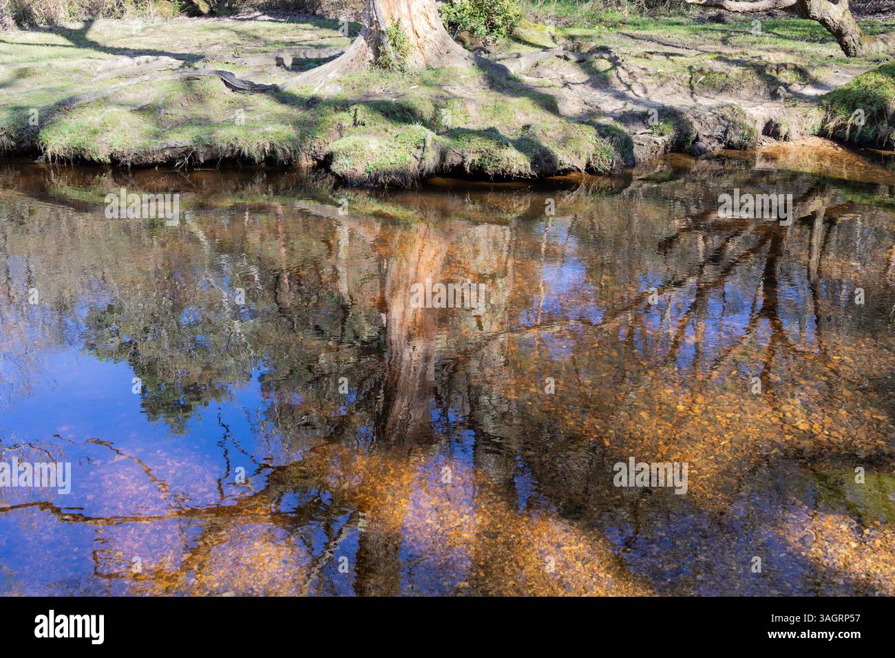 Riflessi di alberi nel torrente Ober Water nella New Forest, Hampshire, Inghilterra Foto Stock