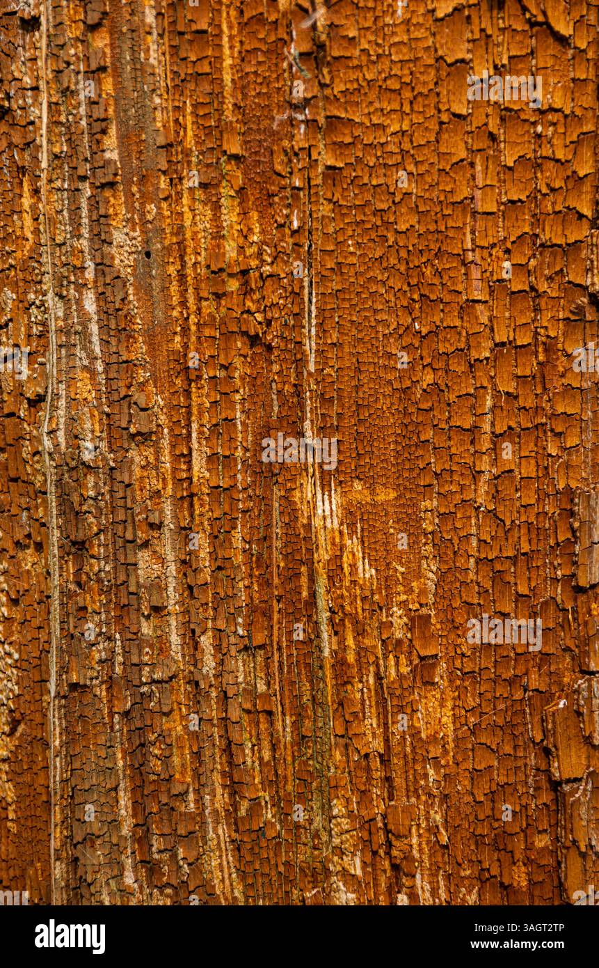 Superficie di legno spaccato e spaccato. Foto Stock
