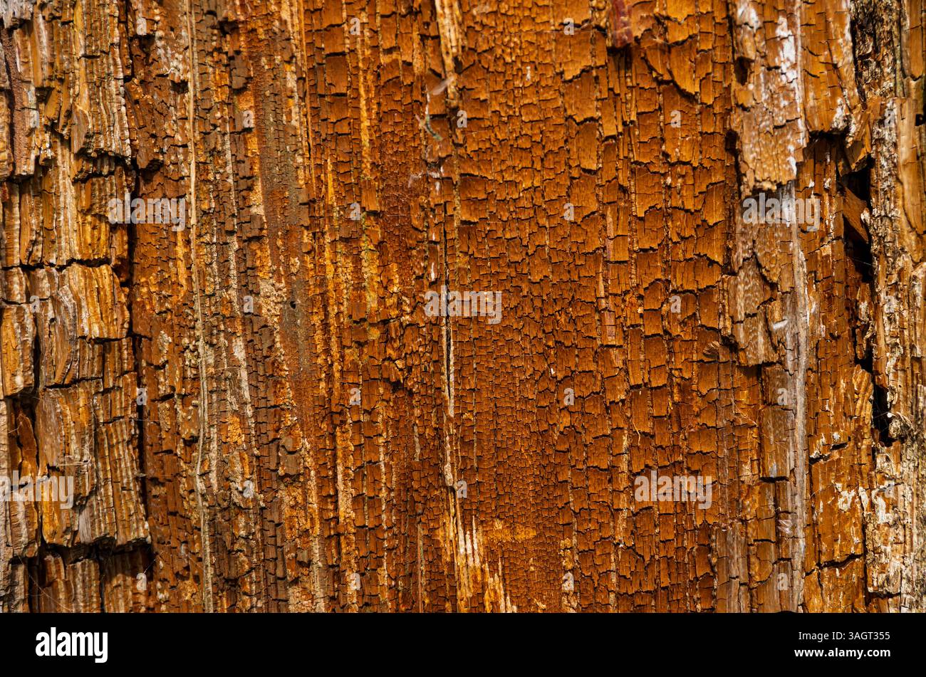 Superficie di legno spaccato e spaccato. Foto Stock