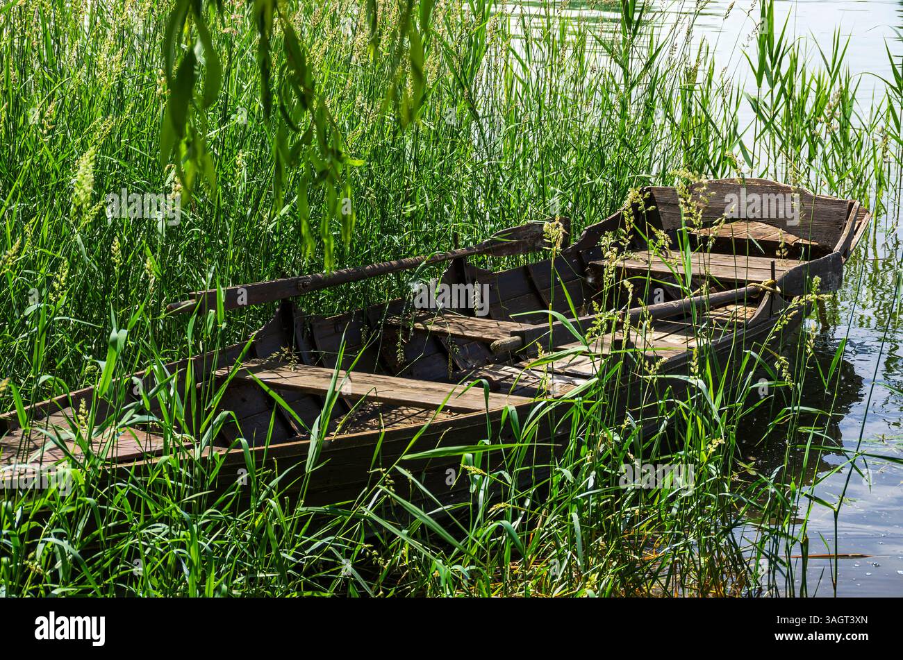 Una vecchia barca a remi in legno fatiscente e intemprata in una cintura di canne sul bordo del lago di Costanza sull'isola di Reichenau, Baden-Württemberg, Germania. Foto Stock