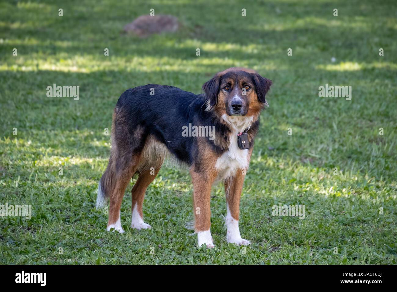 Cane di razza mista in piedi sul prato Foto Stock