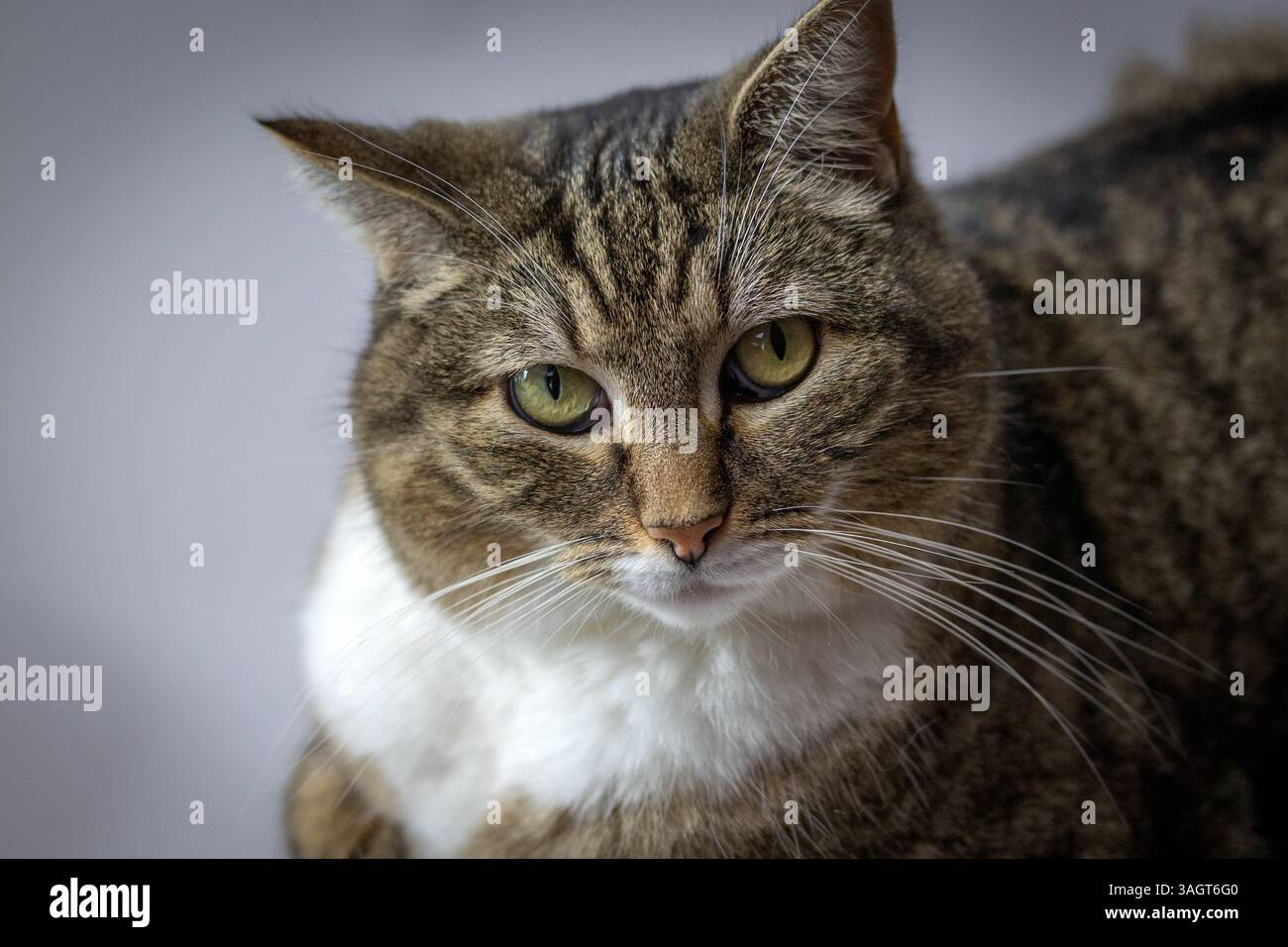 primo piano di un gatto tabby Foto Stock