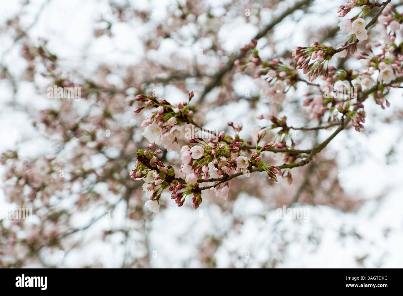 Il ramo dell'albero di Cheey sta iniziando a fiorire con petali e boccioli rosa. Messa a fuoco selettiva. Foto Stock