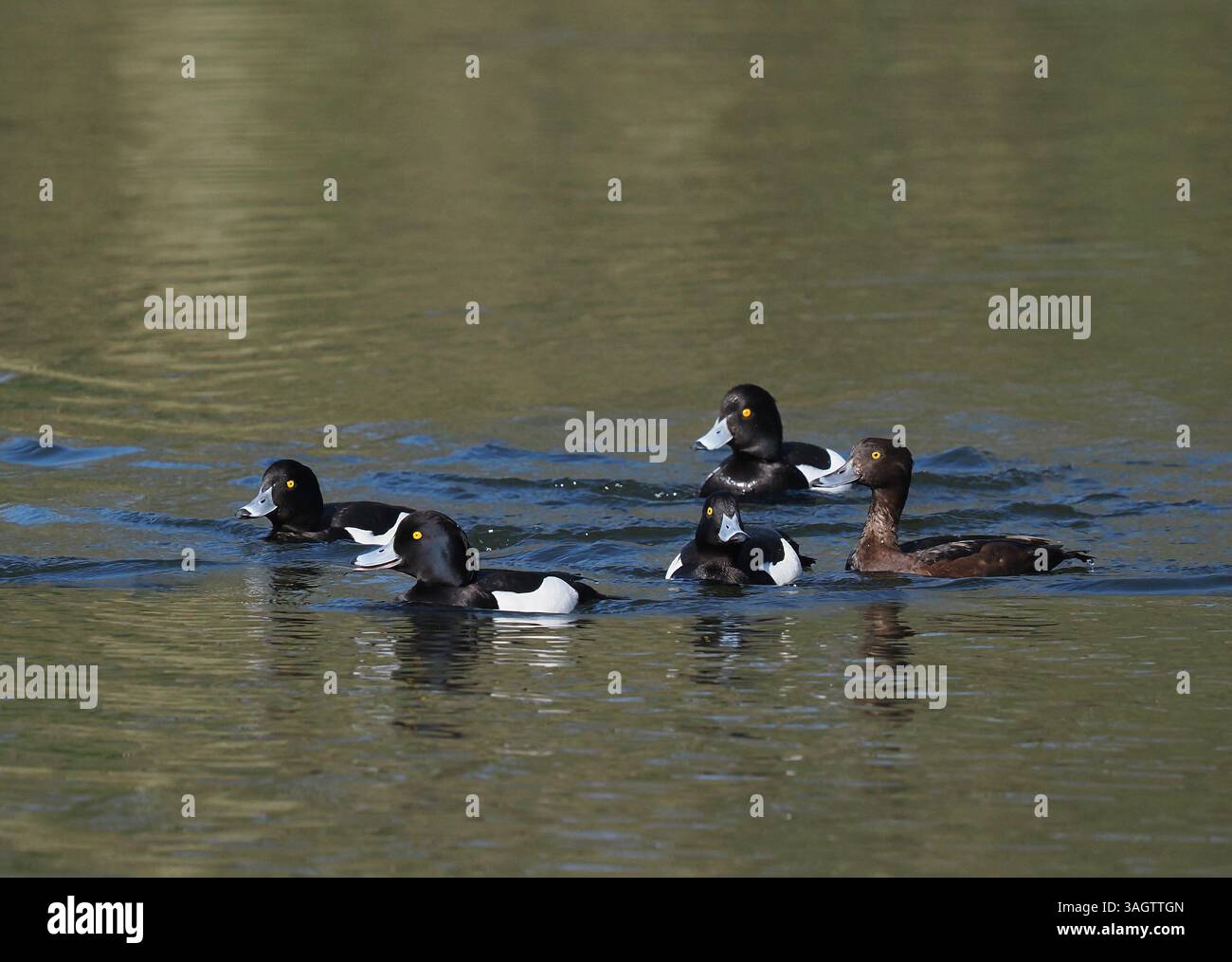 Anatra nascosta con una sola femmina che diventa più aggressiva nei loro tentativi di trasmettere con successo i loro geni. Foto Stock