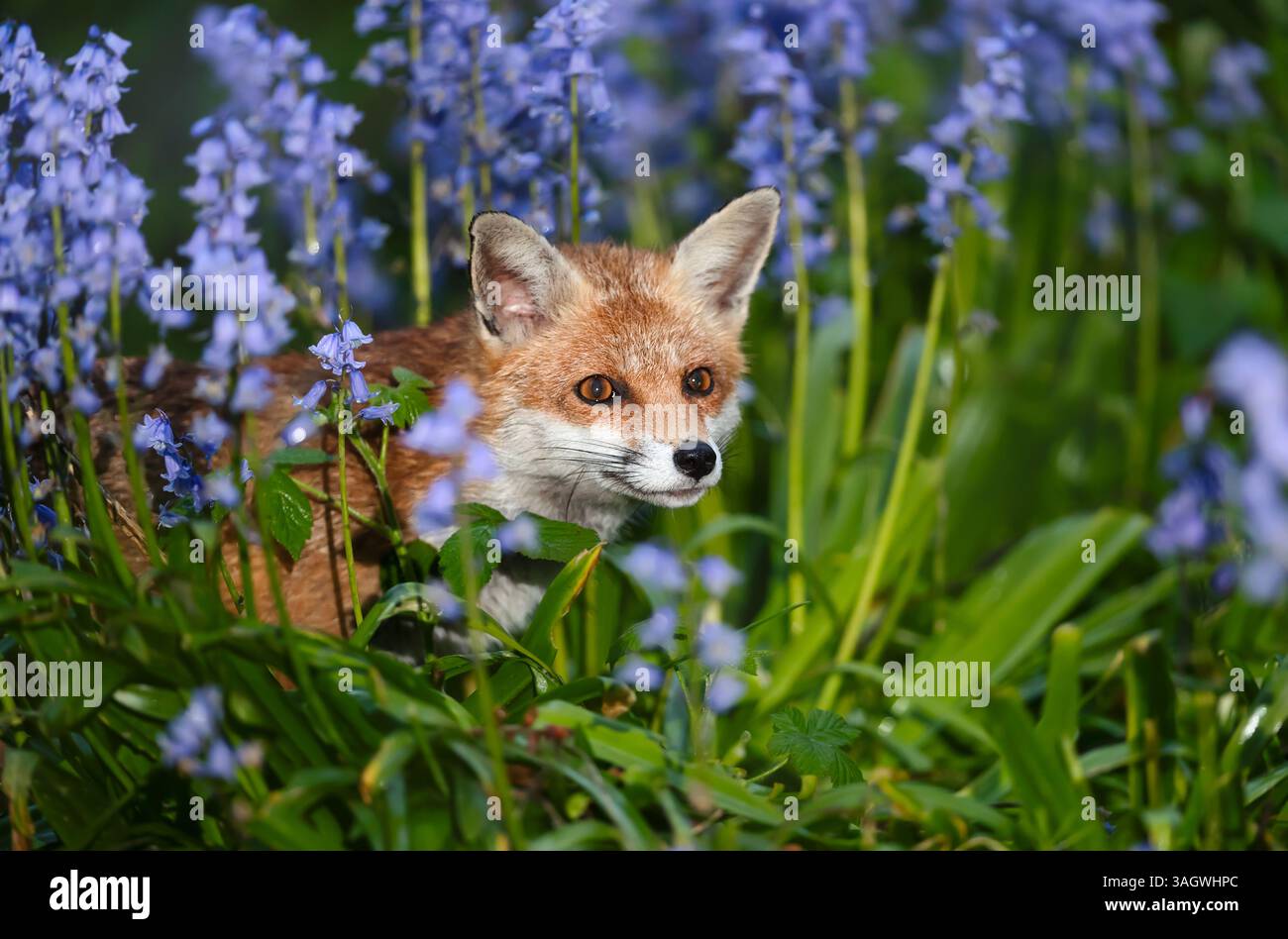 Ritratto di una graziosa volpe rossa tra campanelli in primavera, Regno Unito. Foto Stock