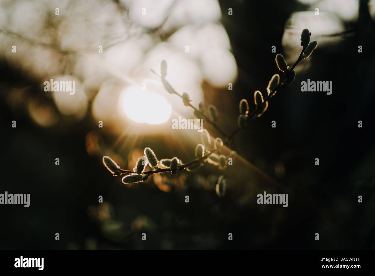 Ramo d'albero in fiore retroilluminato in primavera, catturato in Germania durante l'ora d'oro. La luce calda del sole e il bokeh creano una scena naturale e lunare. Foto Stock
