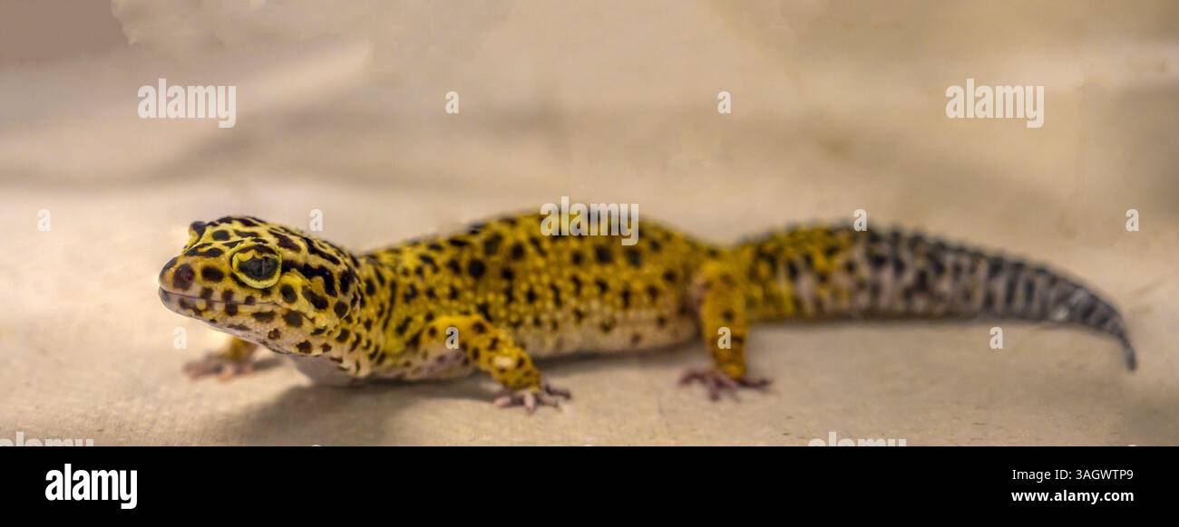 Primo piano di un Gecko leopardo (Eublepharis macularius) prigioniero il geco leopardo è un animale molto popolare Foto Stock