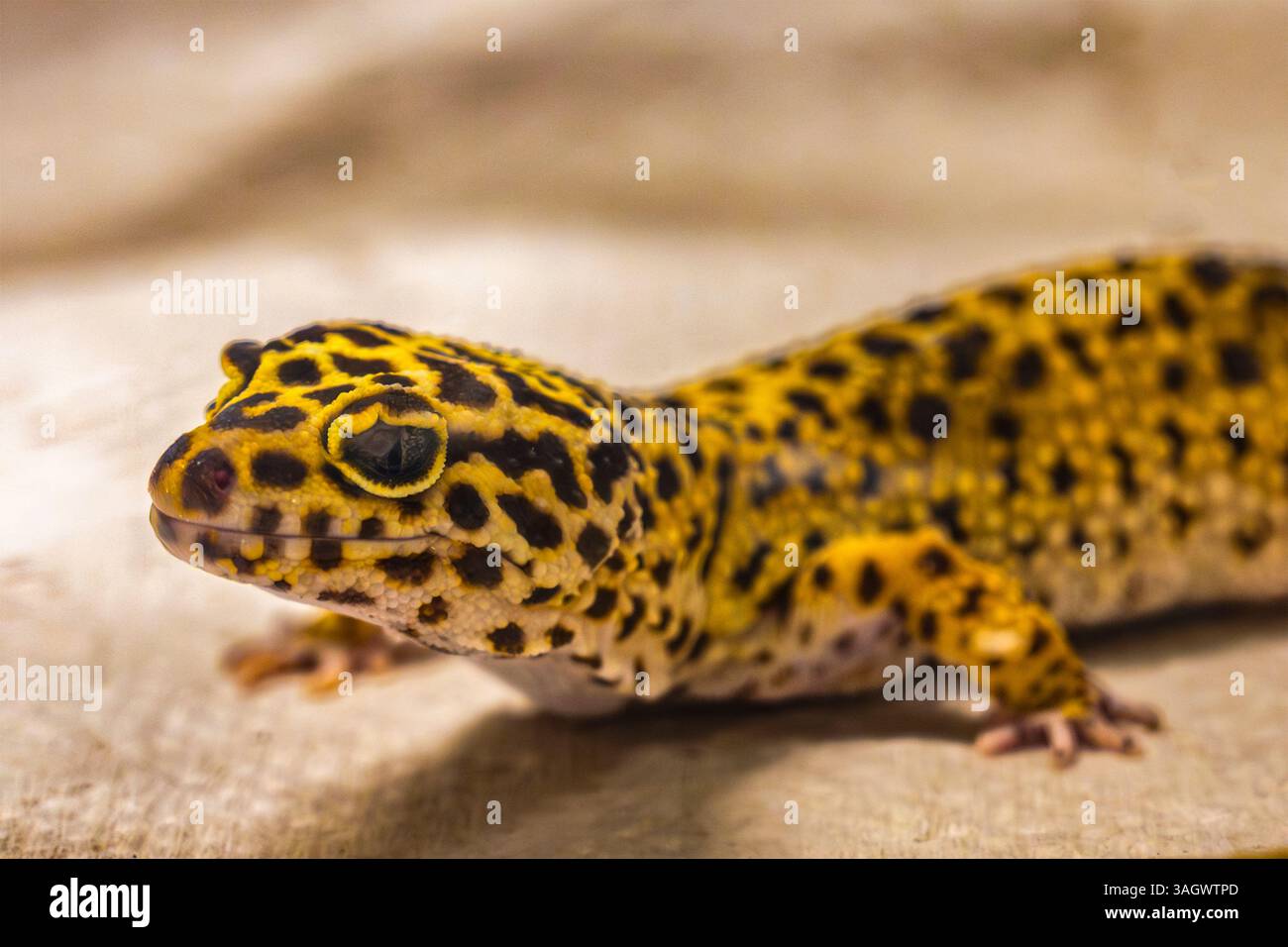 Primo piano di un Gecko leopardo (Eublepharis macularius) prigioniero il geco leopardo è un animale molto popolare Foto Stock