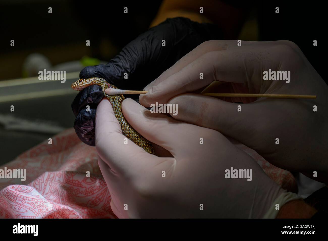 Medici veterinari e personale infermieristico stanno disinfettando le ferite di un giovane serpente nero ferito (Dolichophis jugularis ثعبان السوط الأسود ) Foto Stock