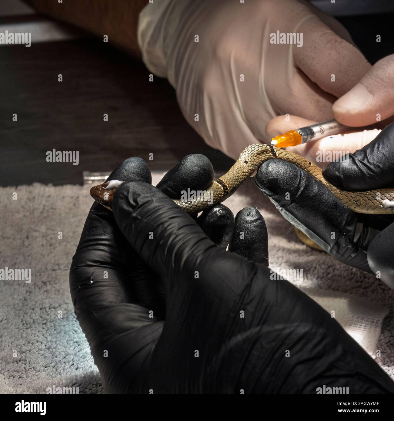 Medici veterinari e personale infermieristico iniettando anestesia locale a un serpente a frusta rosso ferito o a un pilota nano con colletto (Platyceps collaris) questa specifica Foto Stock