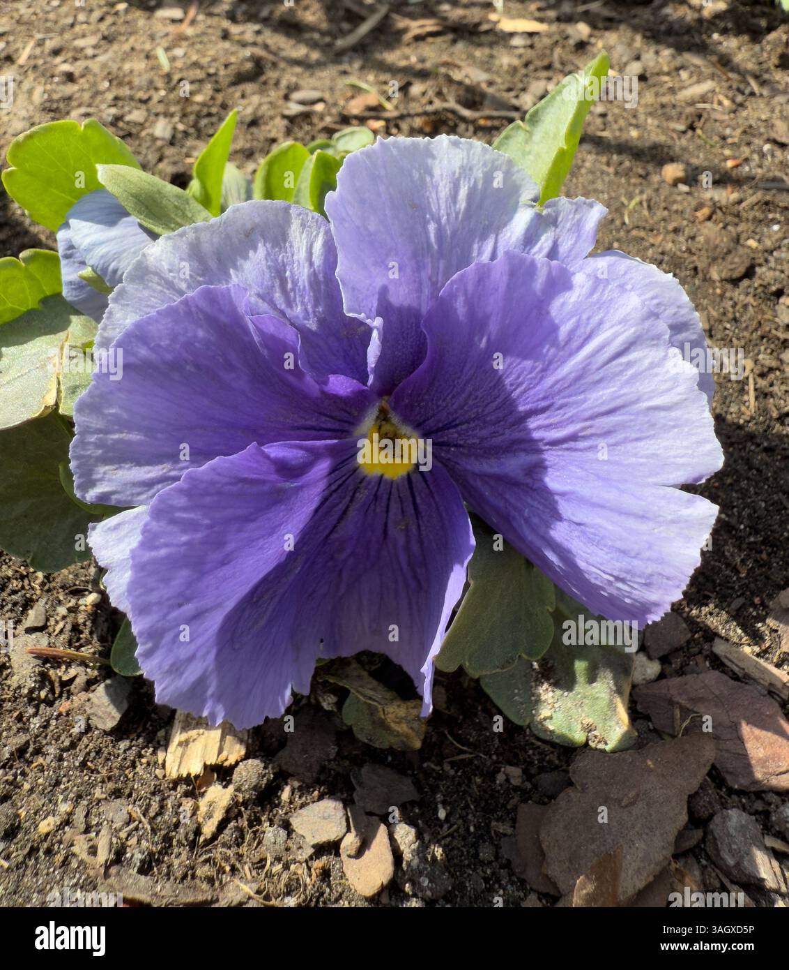 Vibrante fiore di pansia viola con centro giallo nel terreno del giardino, che mostra delicati petali e lussureggianti foglie verdi. Ideale per i temi della natura, del giardinaggio Foto Stock