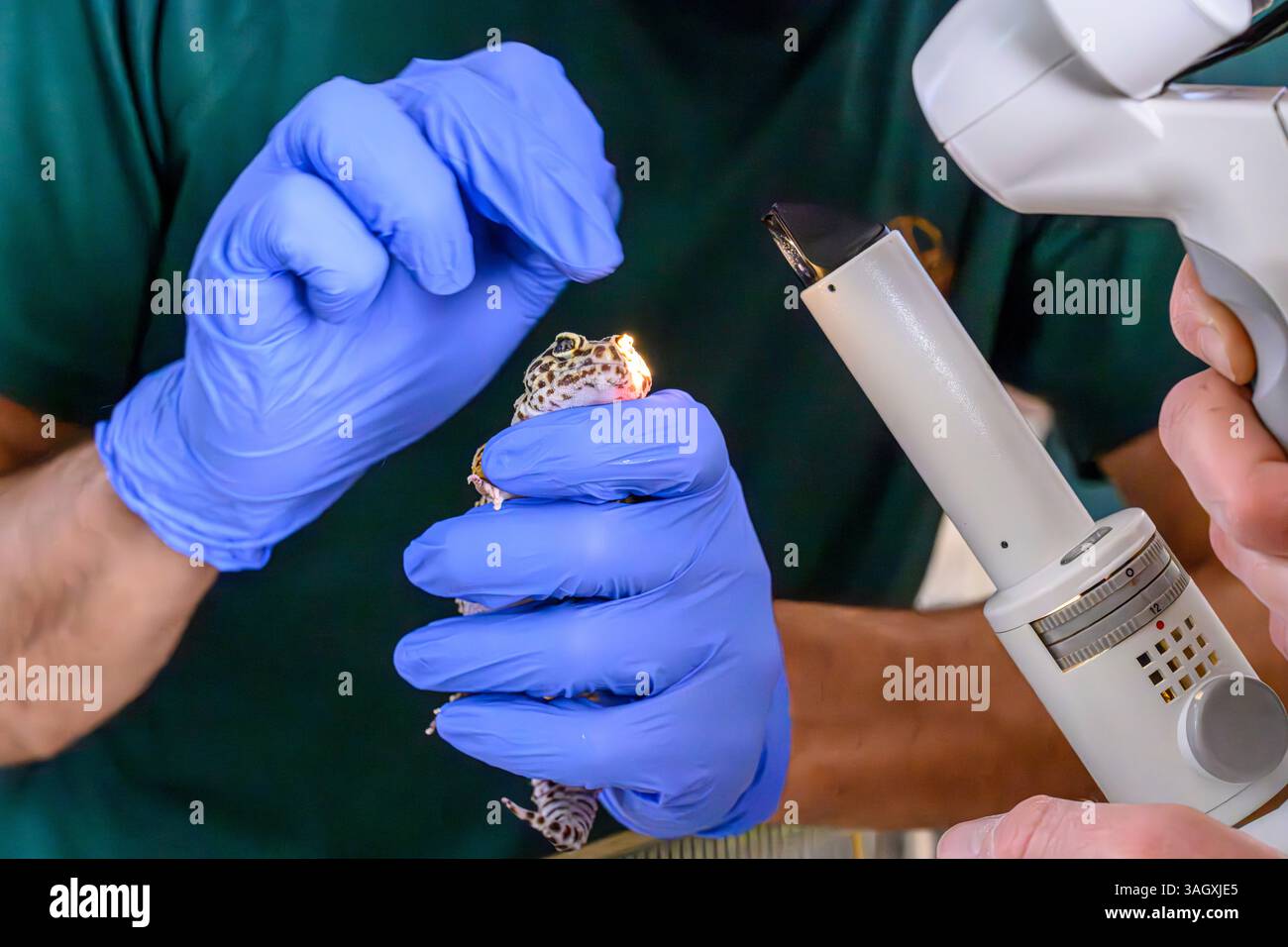 I medici veterinari stanno curando l'occhio di un geco leopardo o geco leopardo comune (Eublepharis macularius) fotografato all'Israeli Wildlife Hospi Foto Stock
