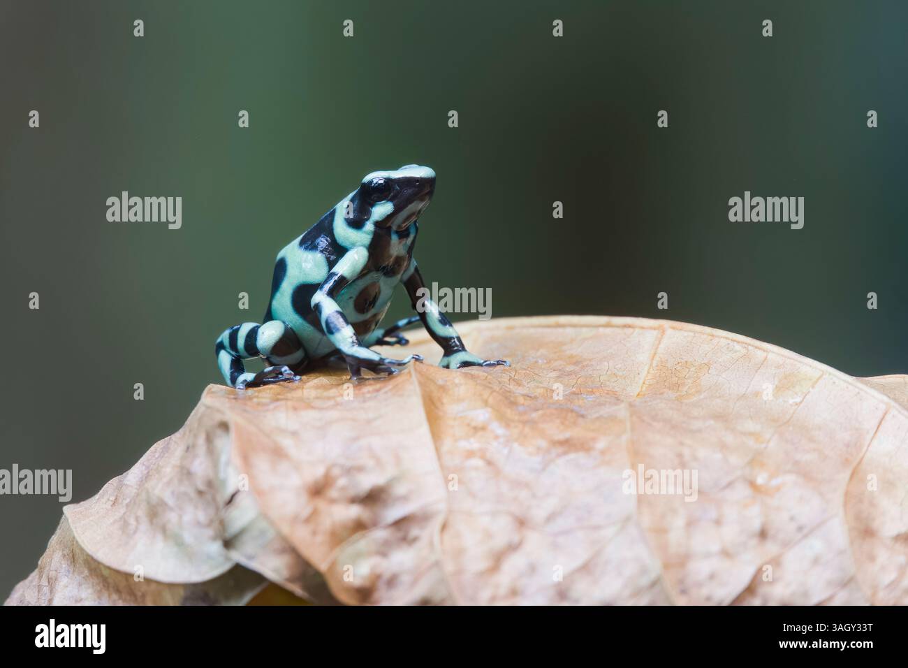 Rana velenosa verde e nera in Costa Rica Foto Stock