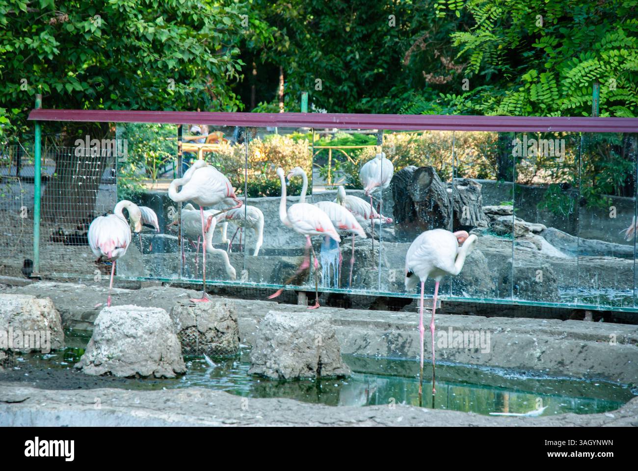 Gruppo di fenicotteri in un habitat zoo circondato da una vegetazione lussureggiante. Buone giornate estive, viaggi e vacanze. Foto Stock