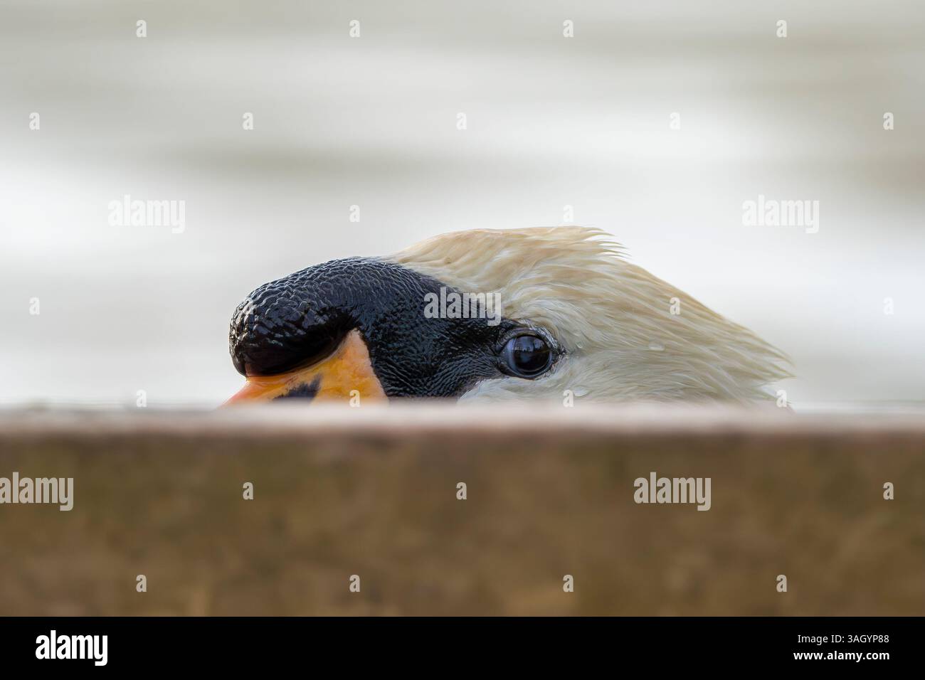 Primo piano di un cigno muto del Regno Unito (Cygnus olor) sbirciato su un binario di legno. Foto Stock