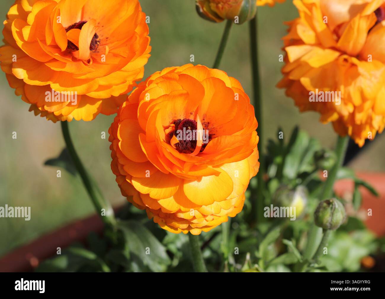 Un primo piano di un ranuncolo arancione, Buttercup persiane Foto Stock
