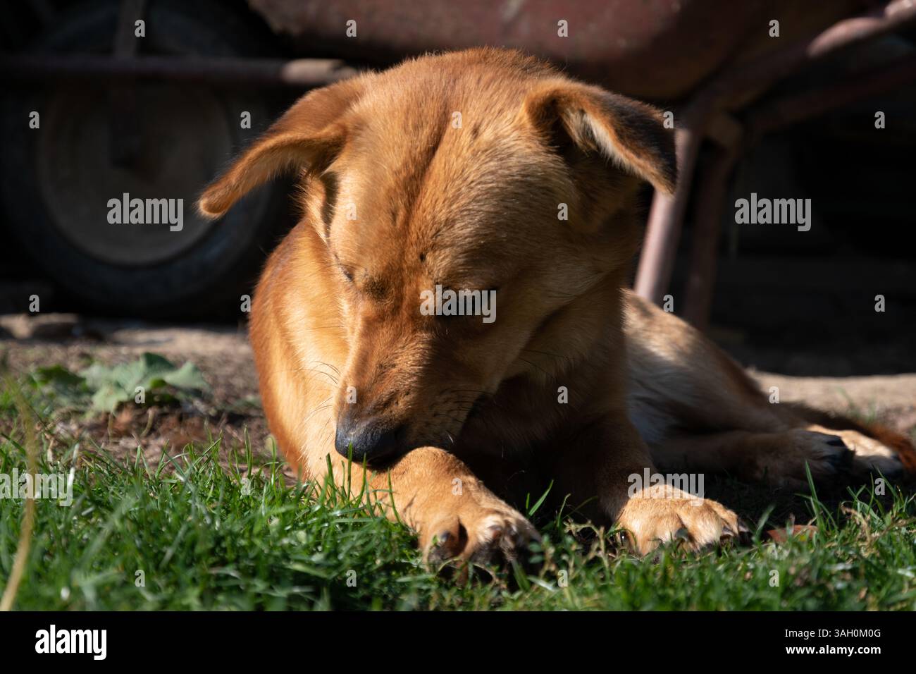 Il cane morde la zampa pruriginosa nel cortile della fattoria da vicino, la vita animale della fattoria Foto Stock