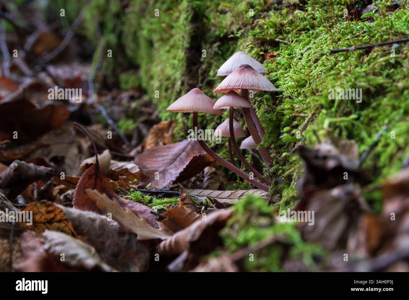Funghi Mycena purpureofusca sul lato del tronco in decomposizione ricoperti di muschio da vicino, funghi a bassa tossicità nella foresta Foto Stock