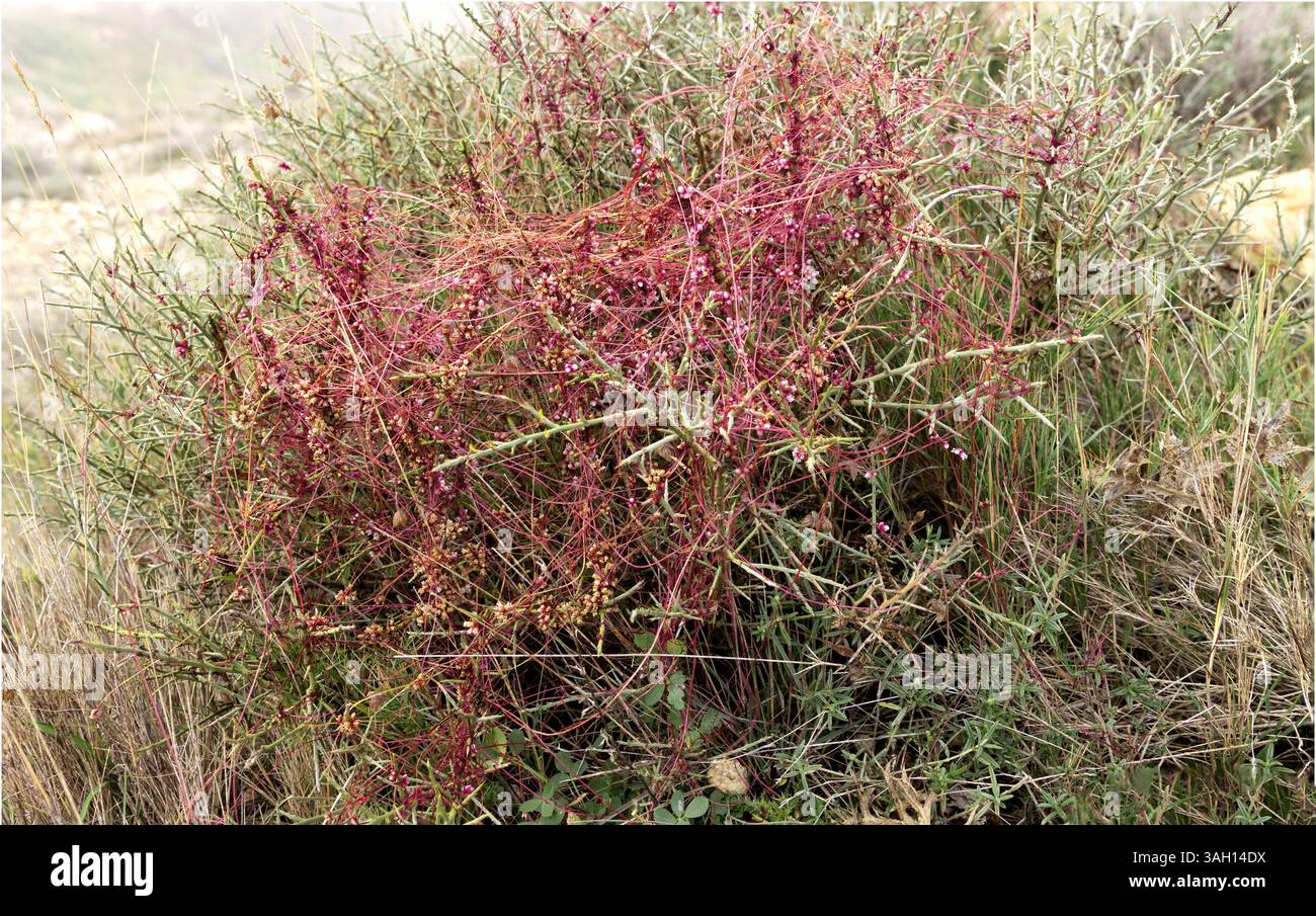 Cuscuta epithymum parasitic Vine on Shrub con fusti rossi tortuosi e piccoli fiori in Wild Habitat Foto Stock