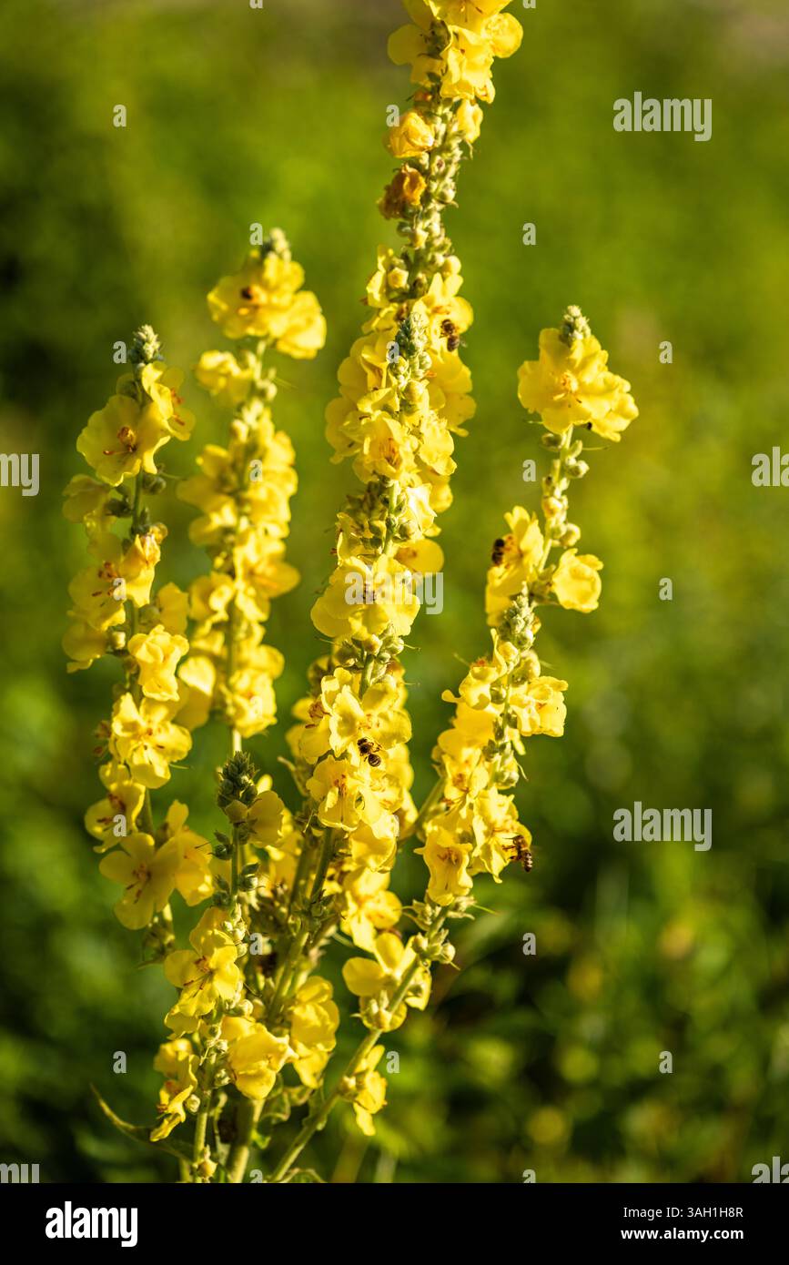 Alti gambi di vibranti fiori gialli si stagliano su un morbido sfondo verde, mostrando la bellezza dell'arte e dell'attività di impollinatore della natura. Foto Stock