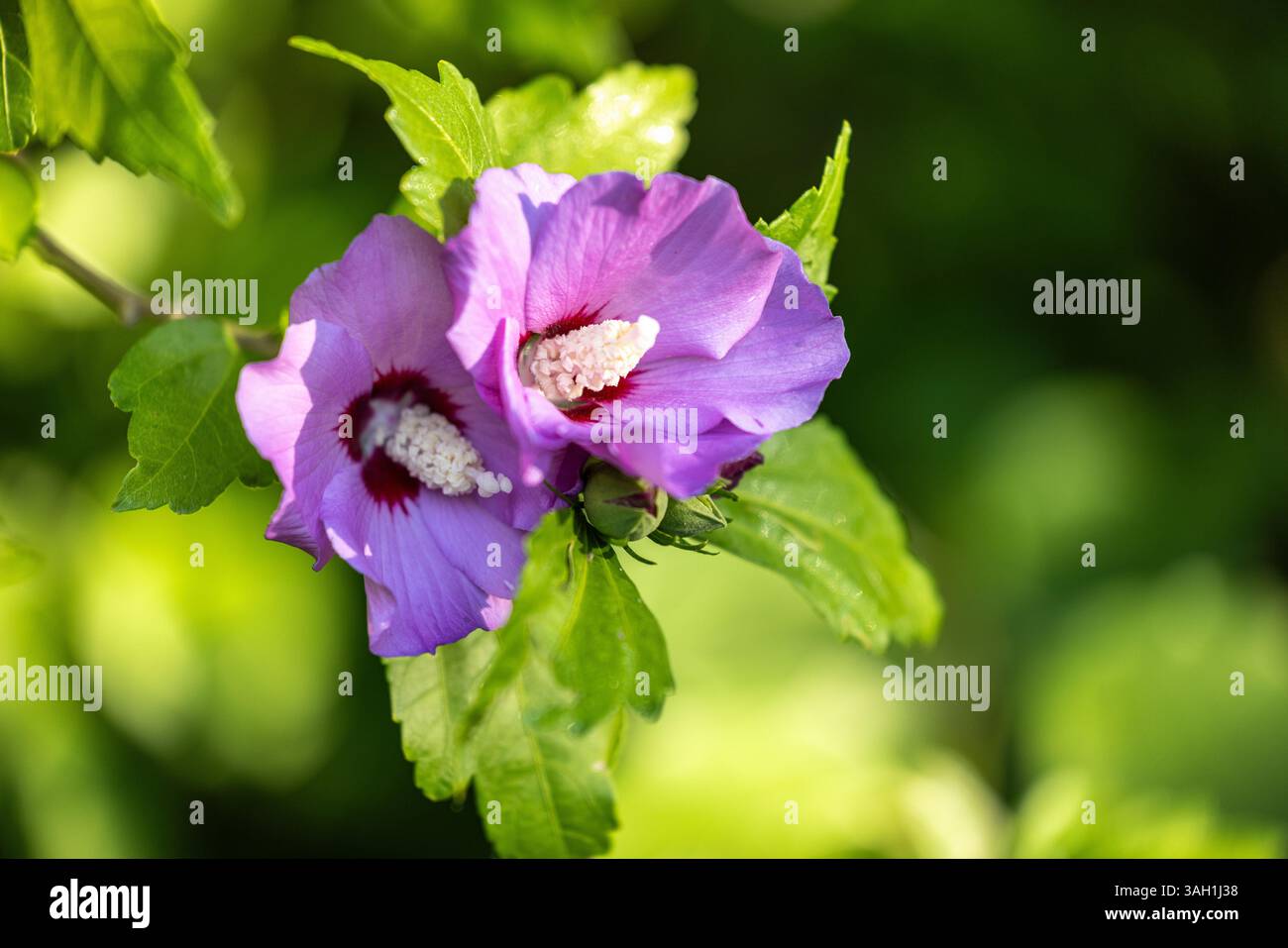 Un armonioso abbinamento di fiori rosa viola di Sharon, i loro delicati petali che si dispiegano tra lussureggianti foglie verdi, una vibrante testimonianza dell'ammirazione della natura Foto Stock