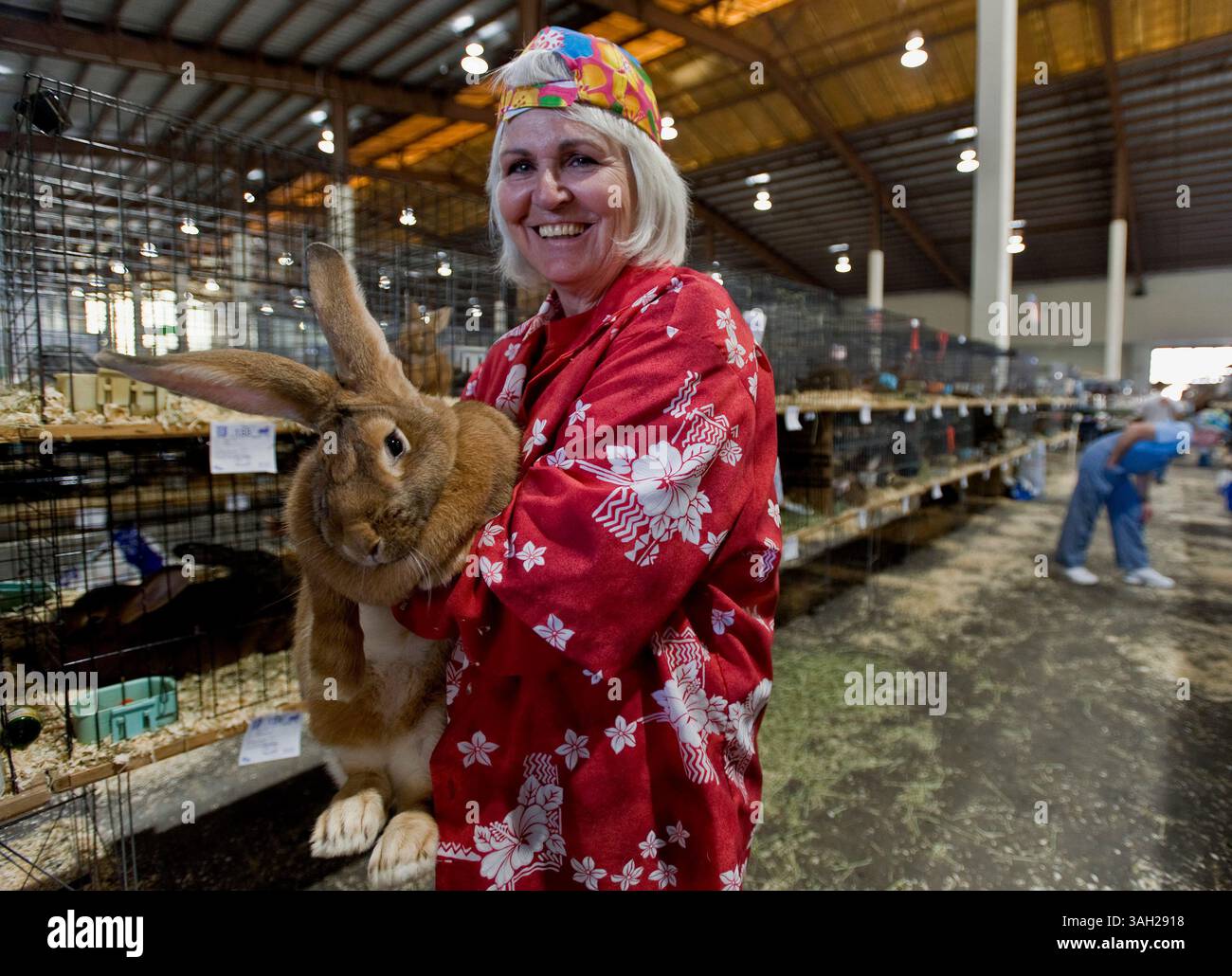 2 novembre 2009 - del Mar, California, Stati Uniti - JOANNE WALKER e il suo coniglio gigante fiammingo alla 86a edizione dell'American Rabbit Breeders Association Convention and Show. (Immagine di credito: © Brian Cahn/ZUMApress.com) Foto Stock
