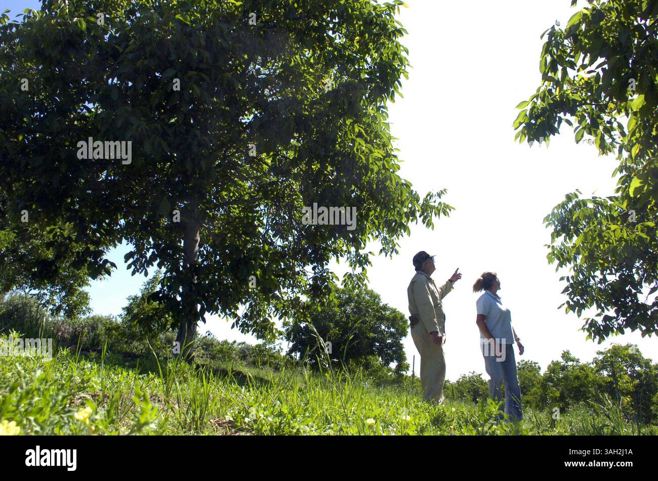 BART AH YOU/bahyou@modbee.com).Lou e Judy Lombardi di di Waterford nel loro frutteto di noci indicando dove le linee elettriche sarebbero state sopraelevate.rendendo impossibile spruzzare aereo che influisce sul loro margine di profitto..12 maggio 2009 (Credit Image: © modo Bee/ZUMA Press) Foto Stock