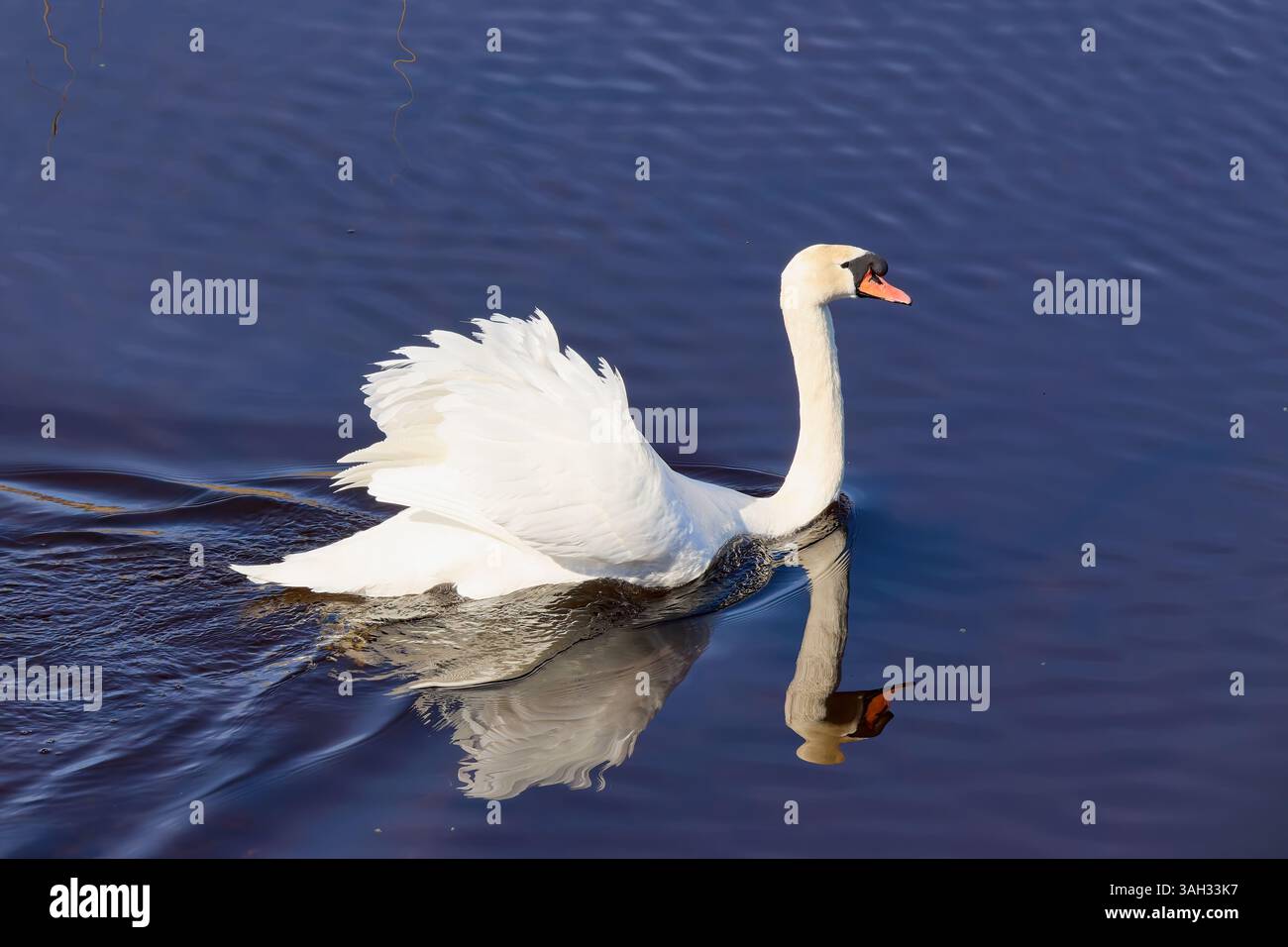 Grazioso cigno bianco che nuota su un corpo di acqua blu scuro Foto Stock