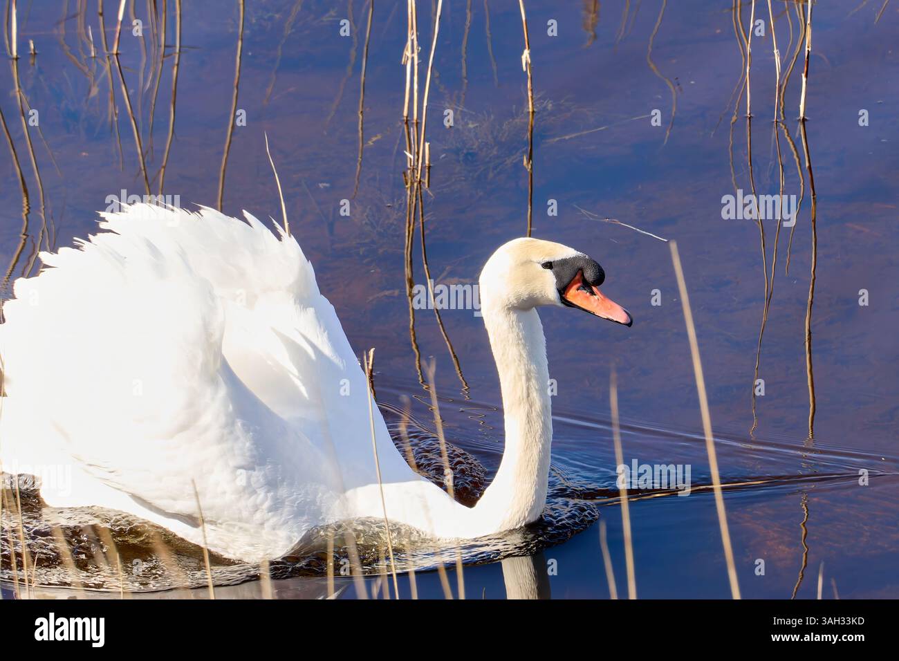 Grazioso cigno bianco che nuota su un corpo di acqua blu scuro Foto Stock