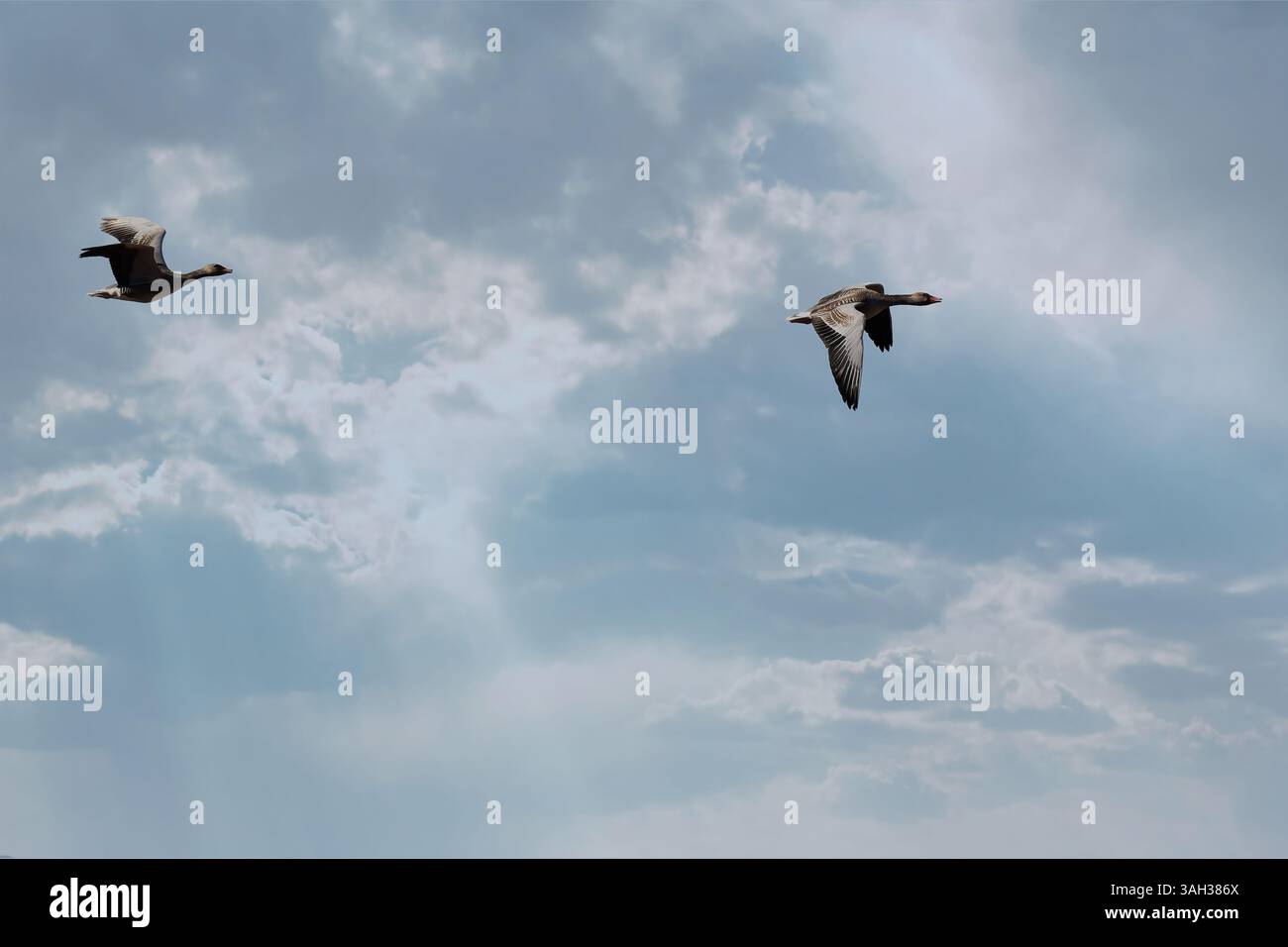 Due oche volano in un cielo azzurro con nuvole bianche sparse Foto Stock