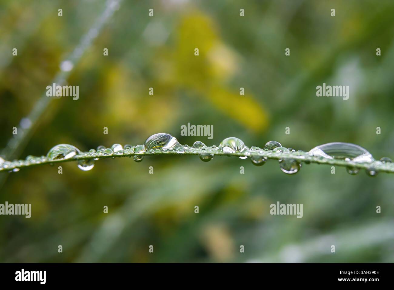 Foglia verde allungata con rugiada mattutina al centro su sfondo sfocato Foto Stock