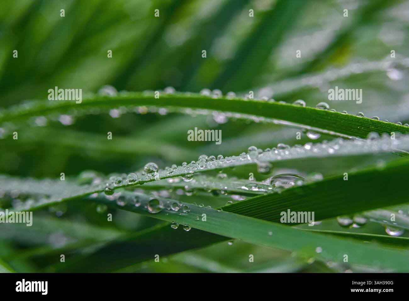 Macro. Sfondo, l'acqua cade sull'erba verde Foto Stock