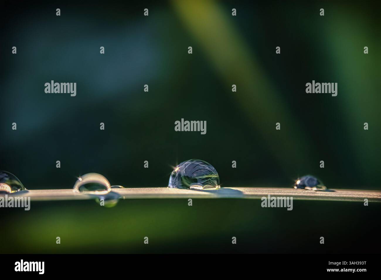 Gocce di rugiada con evidenziazioni su una foglia verde. Messa a fuoco selettiva e morbida Foto Stock