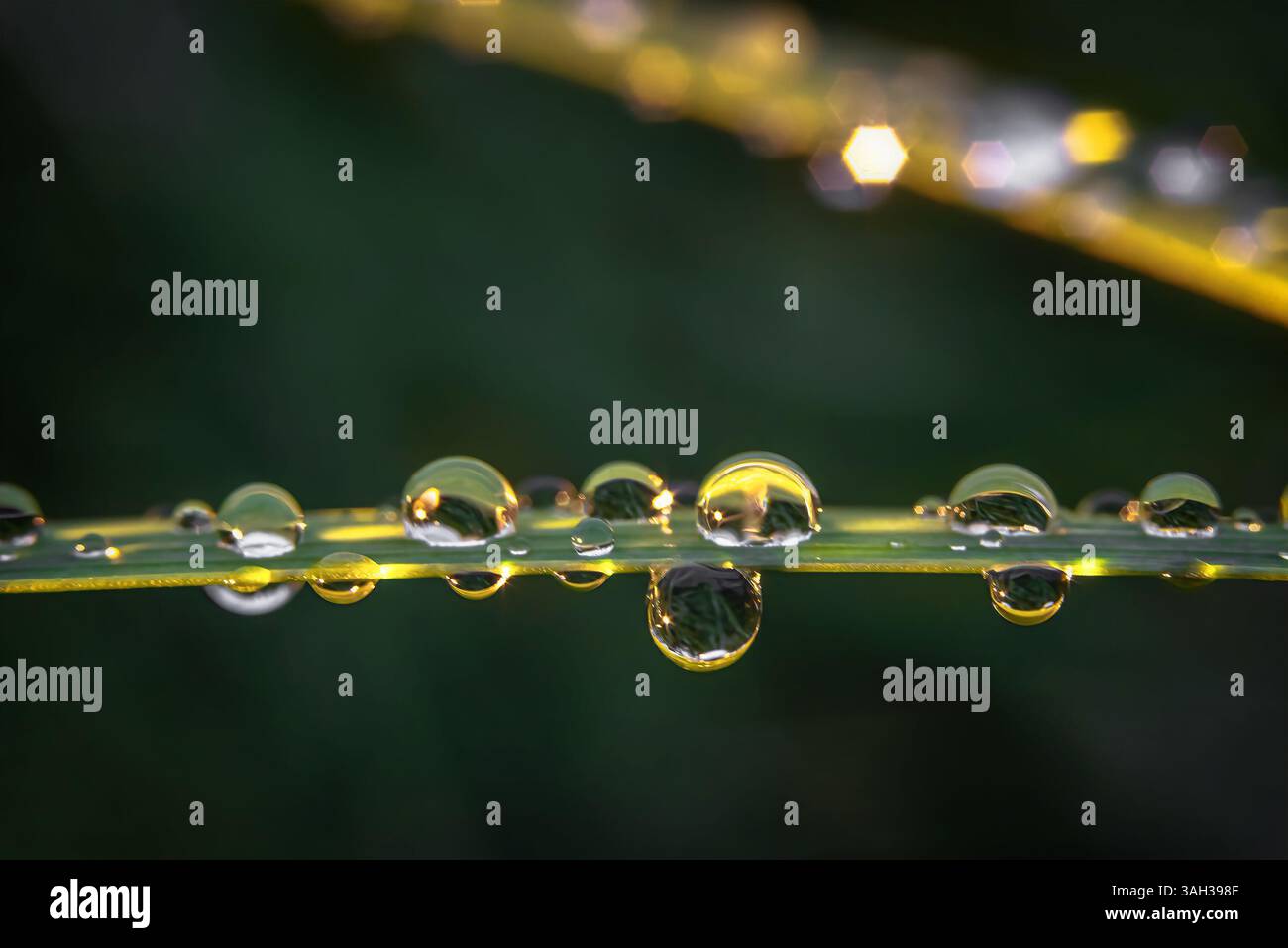 Primo piano di gocce di rugiada su una foglia d'erba. bokeh sullo sfondo. Messa a fuoco selettiva e morbida Foto Stock
