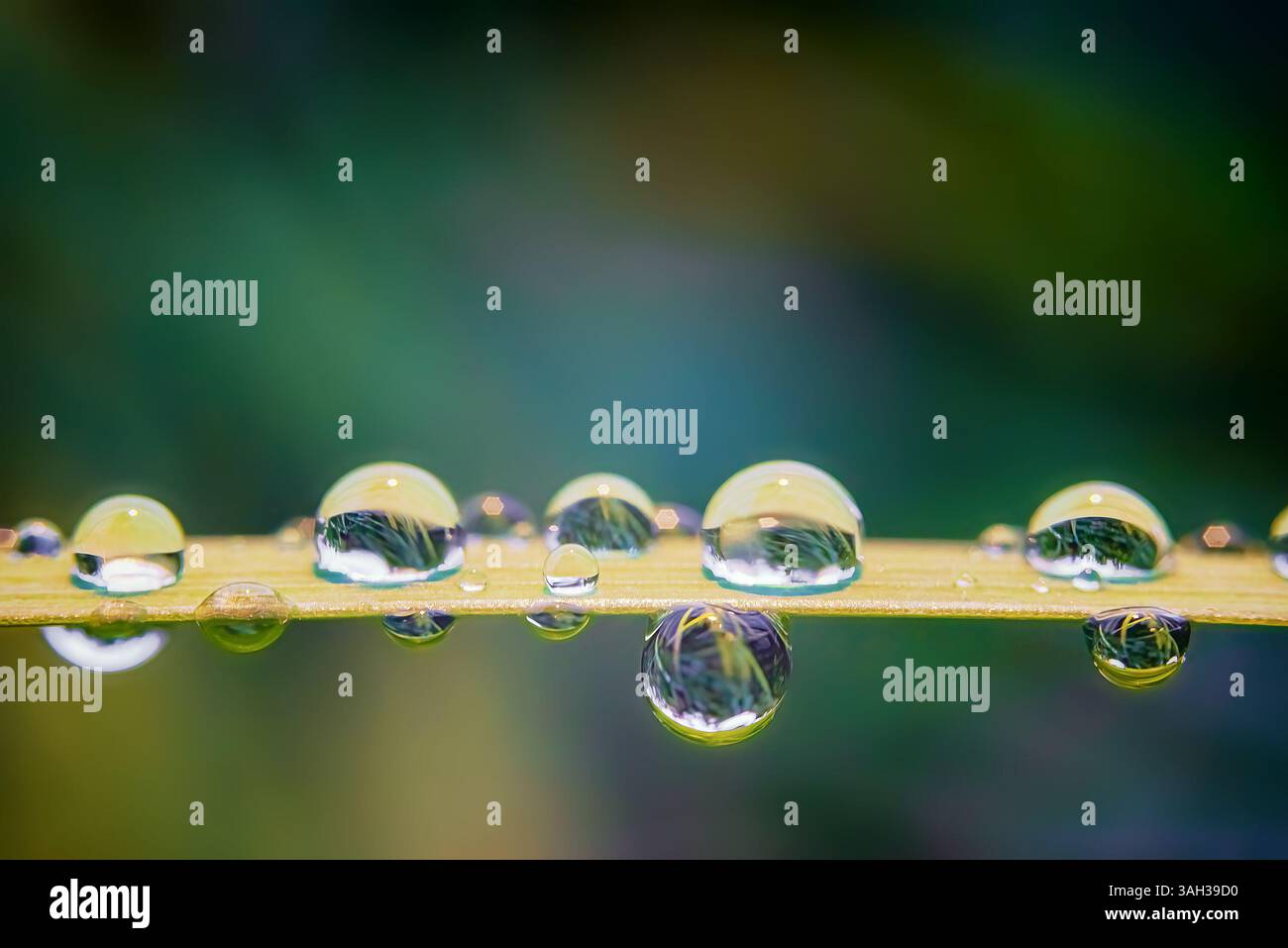 Primo piano di gocce di rugiada sull'erba. Messa a fuoco selettiva e morbida Foto Stock