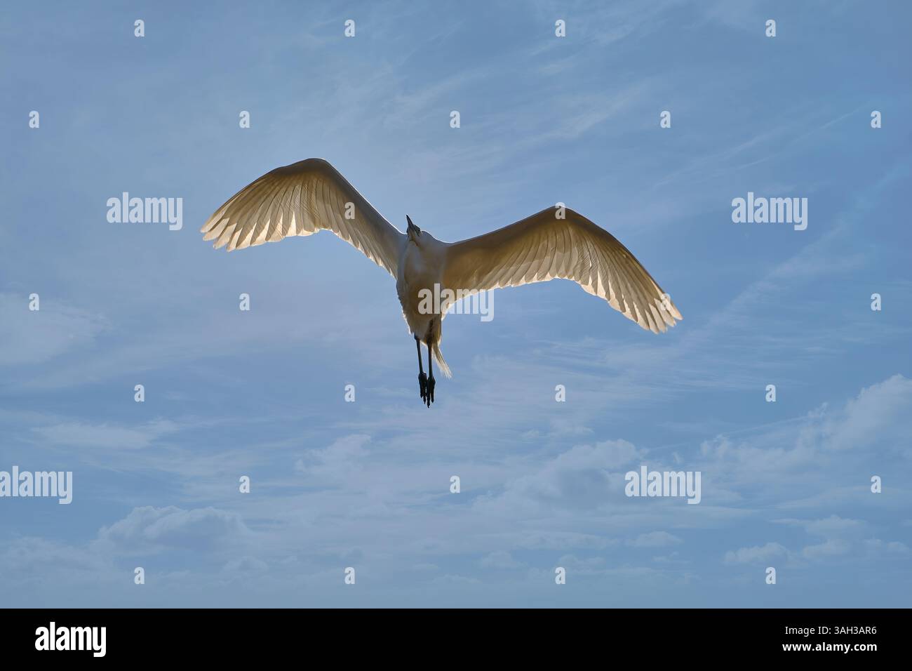 Grande egretta, che vola contro un cielo blu brillante con alcune nuvole bianche sparse e mostruose Foto Stock