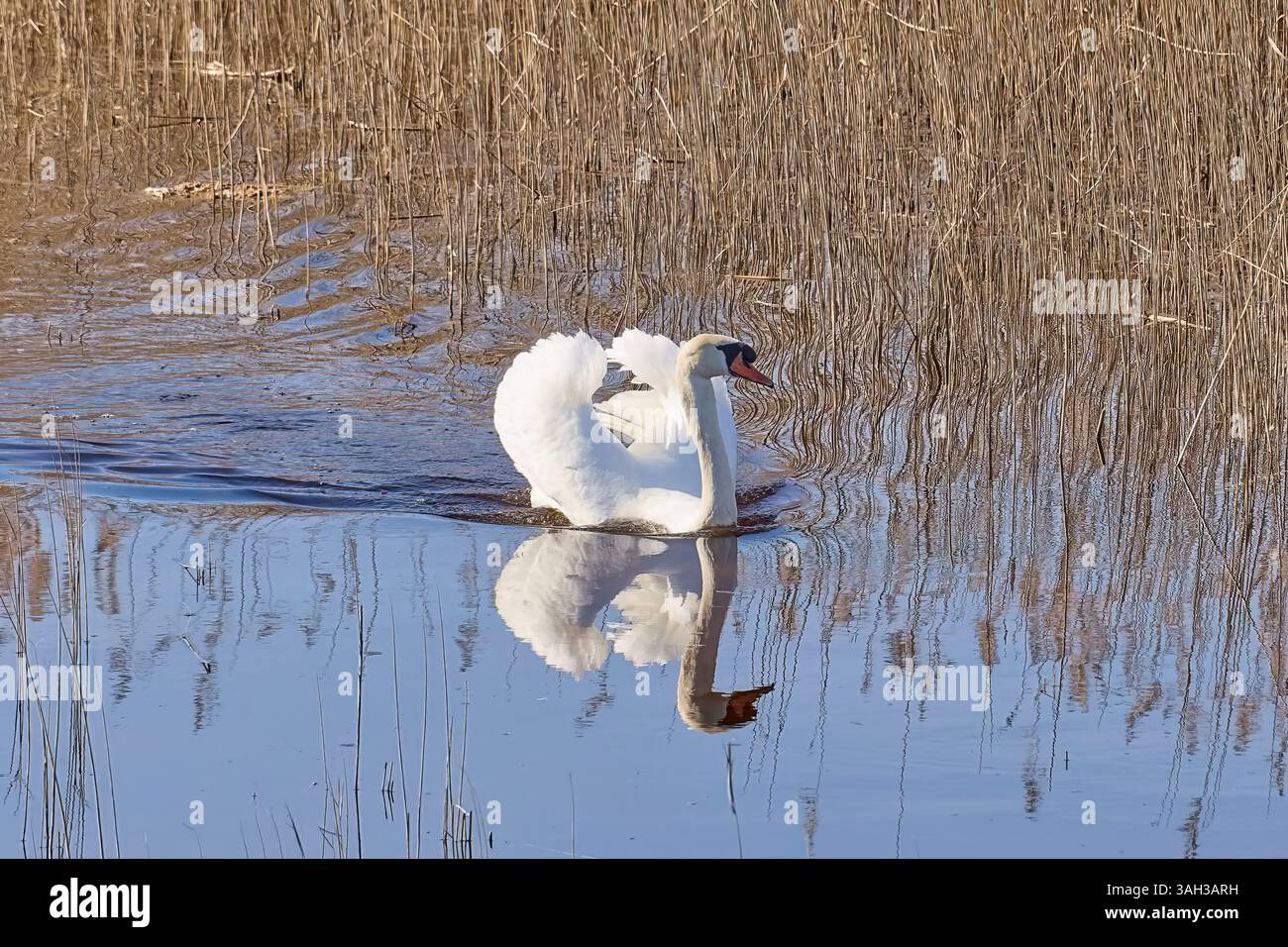 Cigno bianco che nuota su un corpo d'acqua Foto Stock