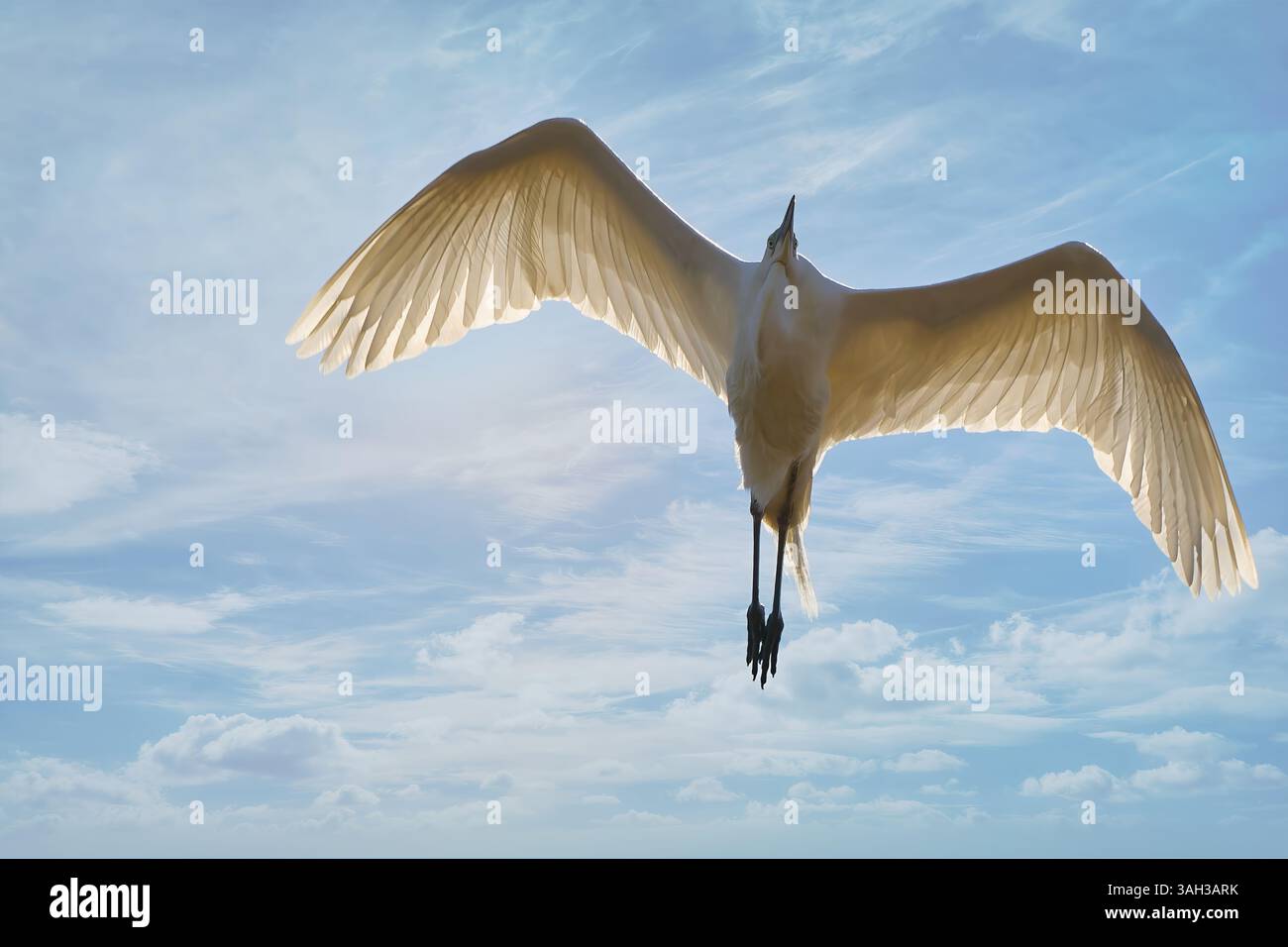 Grande egretta, che vola contro un cielo blu brillante con alcune nuvole bianche sparse e mostruose Foto Stock