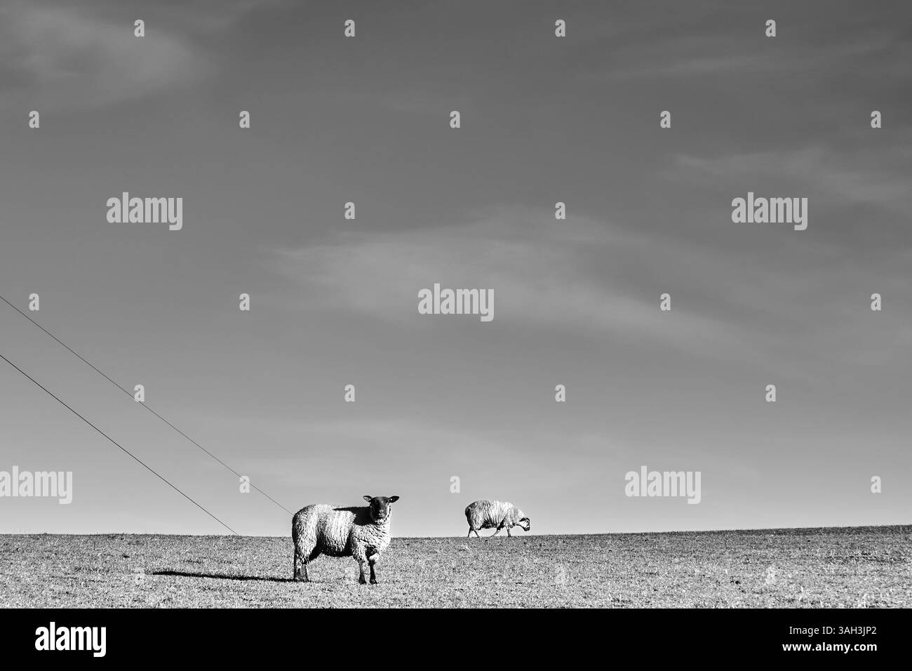 Una fotografia in bianco e nero di due pecore in un campo aperto sotto un vasto cielo. Una pecora è rivolta verso la fotocamera, mentre l'altra pascolerà sullo sfondo. Il Foto Stock