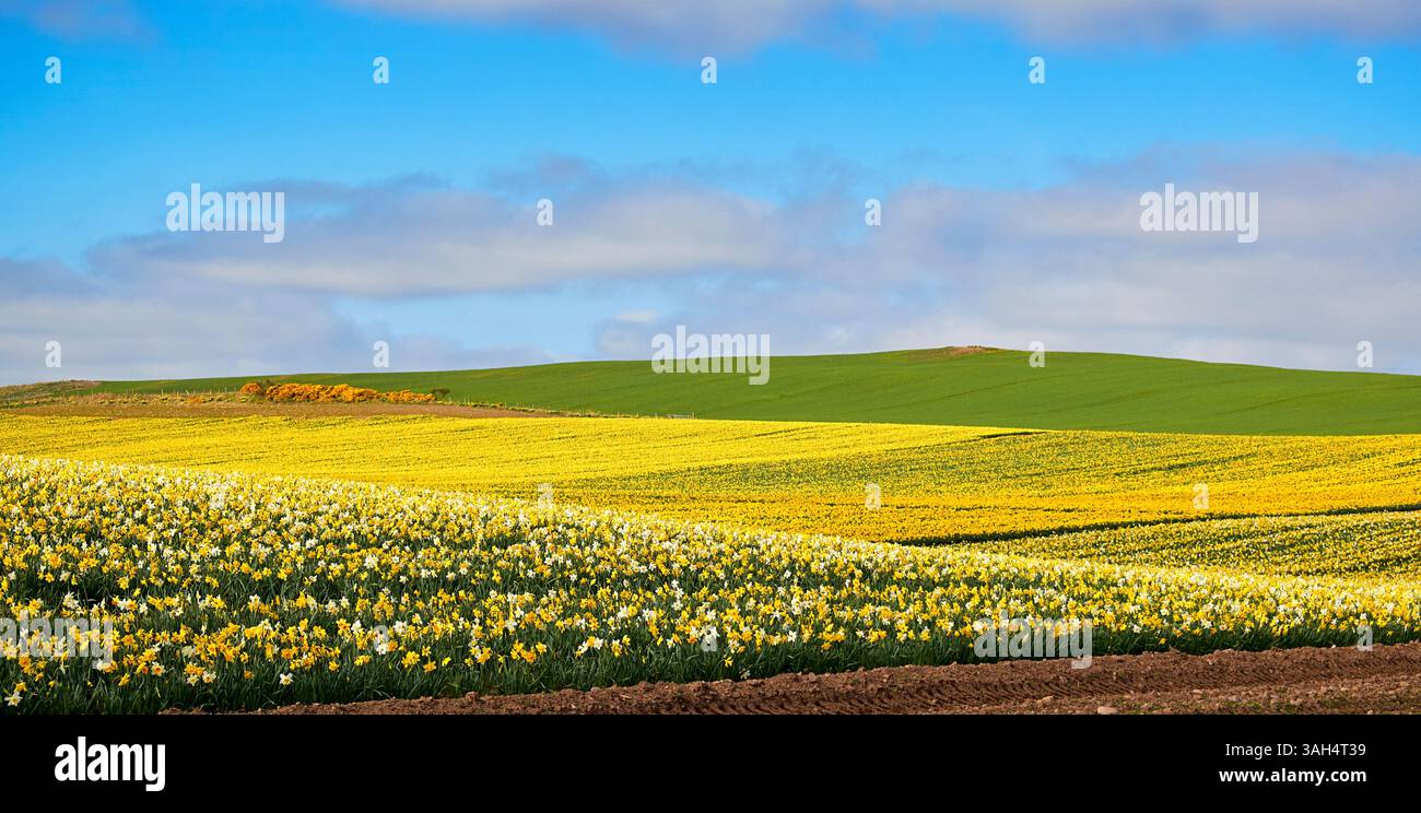 Barras Aberdeenshire Scozia i campi coltivati di Daffodil nelle file primaverili di fiori dorati Foto Stock