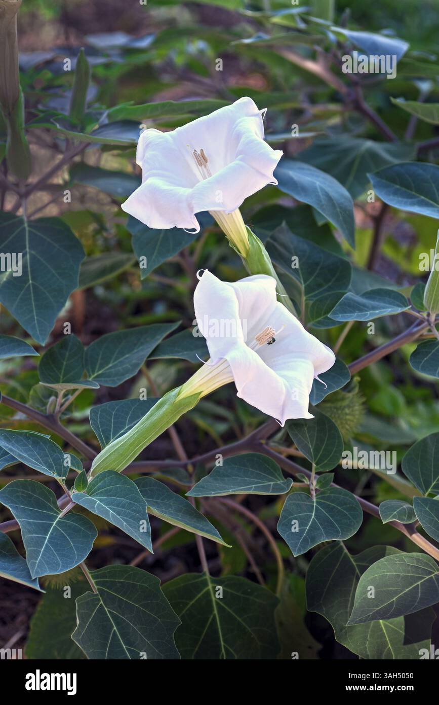 Datura inoxia o Datura innoxia, nota anche come tromba d'angelo, tromba del diavolo, mela di spina, fiore di luna, lovache, mela indiana, Nacazcul, Datura Sacra. Foto Stock