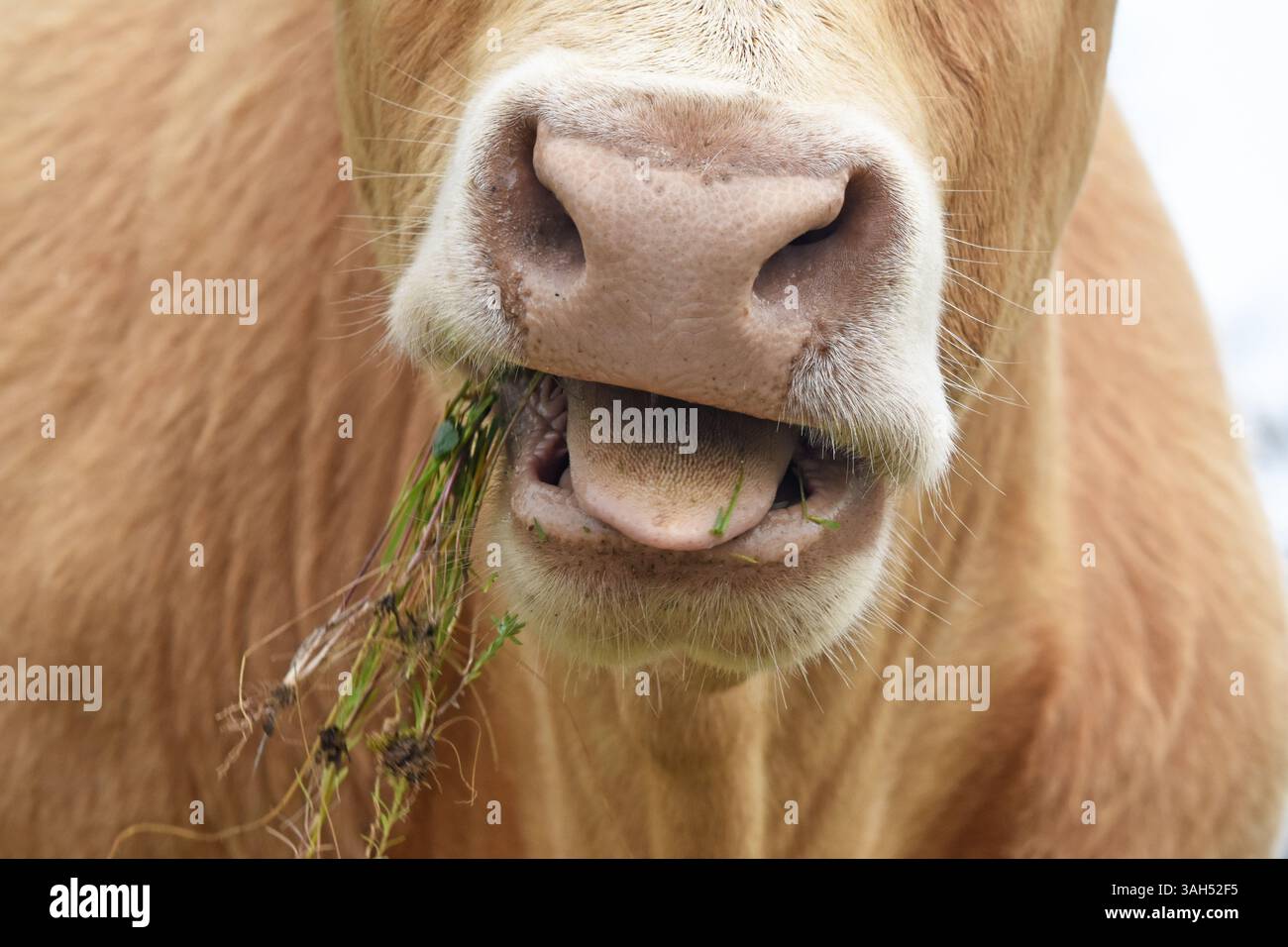 Mucca masticando erba, primo piano Foto Stock