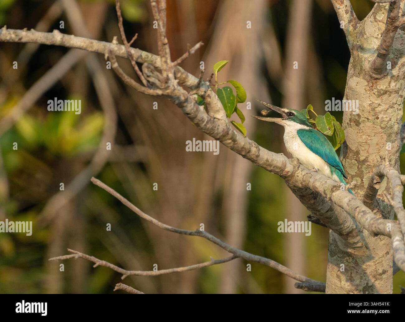 Ali che inseguono le stagioni, cuori che seguono il vento. Foto Stock