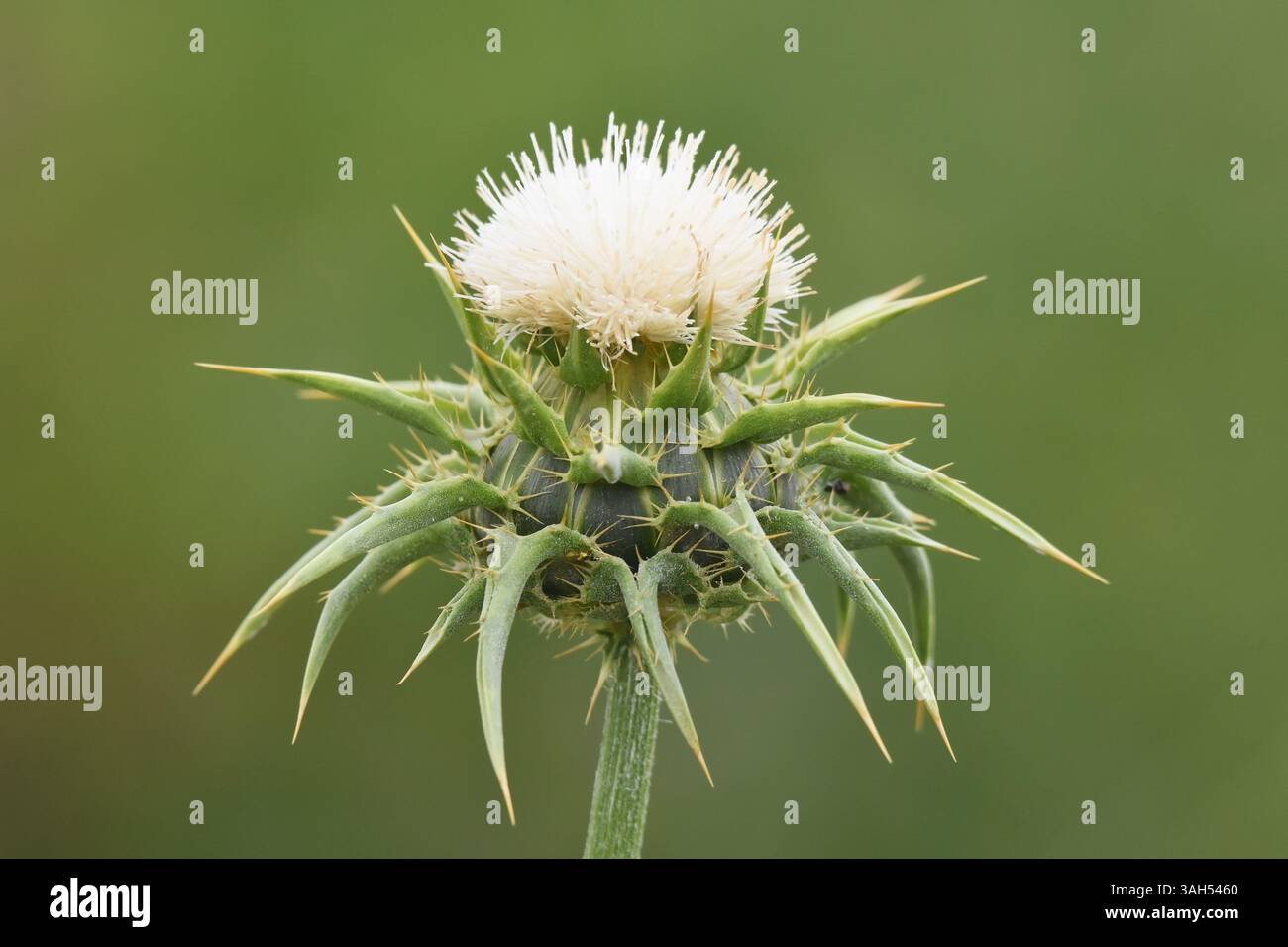 Silybum marianum, Santo Thistle, Cardo Mariano Foto Stock