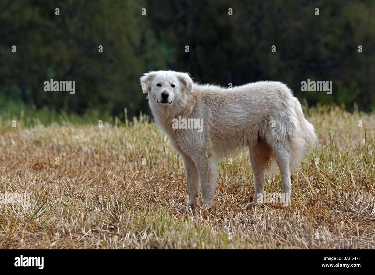 Cane bianco su erba asciutta Foto Stock