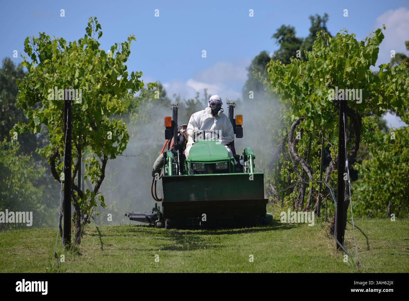Linn Creek, Missouri - 10 giugno 2024: Trattore che utilizza un getto d'aria per spruzzare pesticidi in un vigneto di uve da vino in un'azienda vinicola. Editoriale. Foto Stock