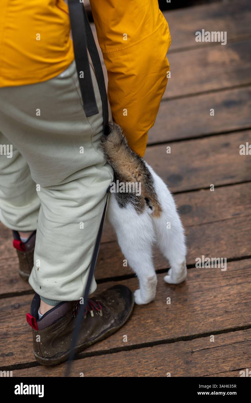 Felice gatto bianco dalla coda corta tocca l'uomo con la sua coda come gesto d'amore e grazie per una passeggiata nella foresta Foto Stock