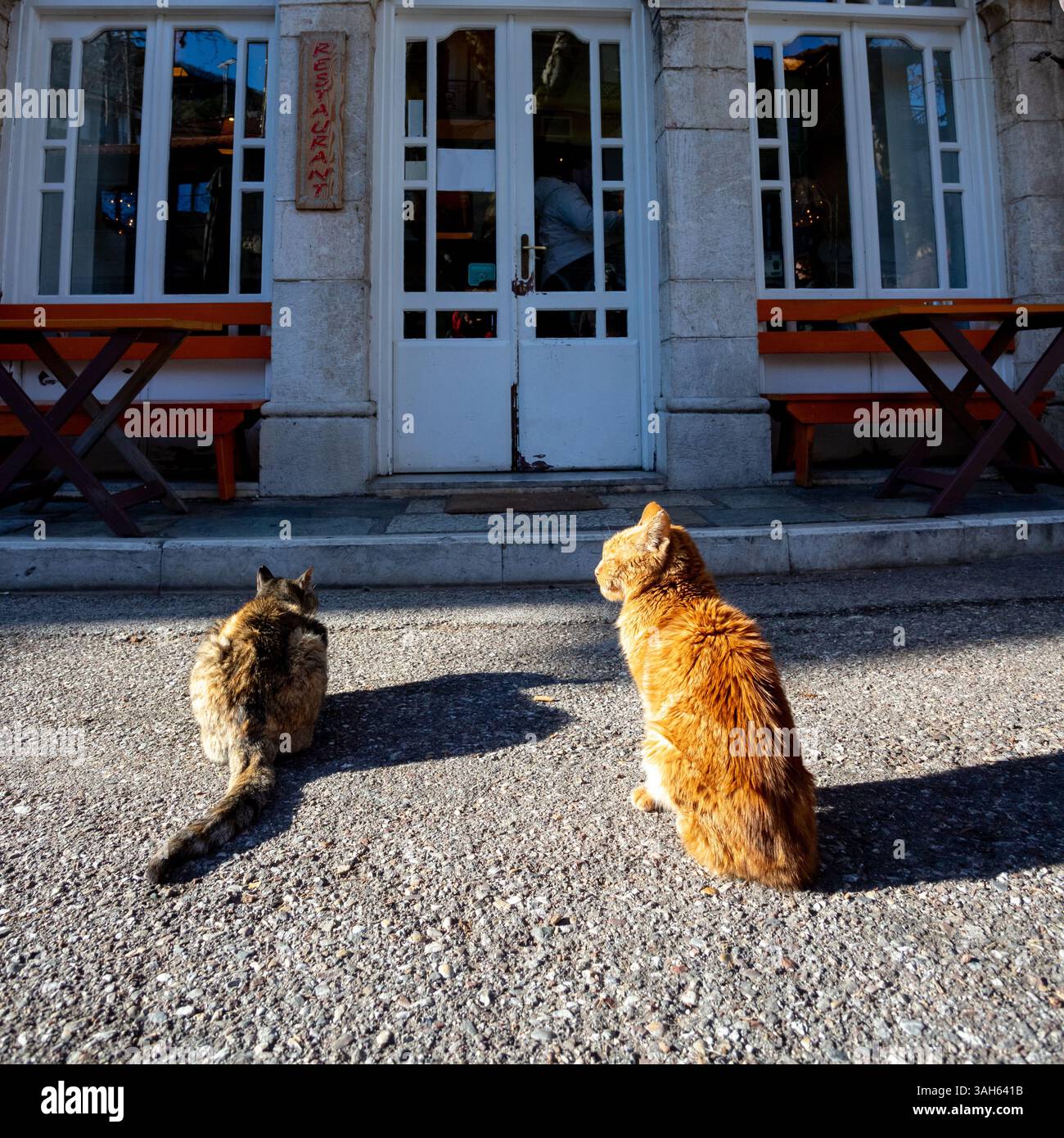 Due gatti randagi in attesa di scarti all'entrata del ristorante. Foto Stock